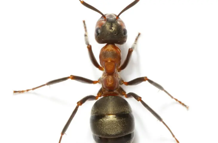 ant