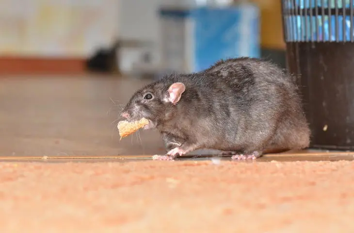 ratos