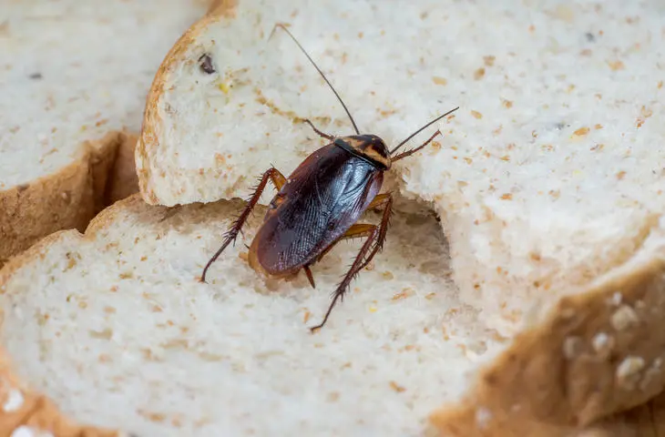 roach