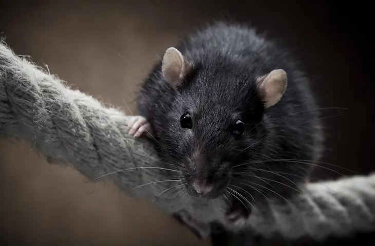 rato_negro