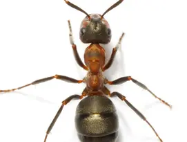 ant