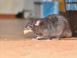 ratos