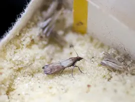 Traças alimentares