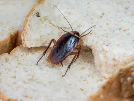 roach