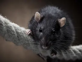 rato_negro