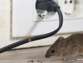 ratos